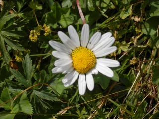 Fototapeta premium Margherita in fiore
