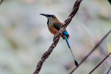 Motmot Costa Rica