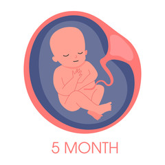 Embryo in womb fifth month. Fetal development and growth during