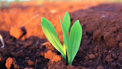 Corn seedlings with sunlight Thailand
