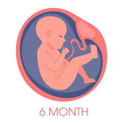Embryo in womb sixth month. Fetal development and growth during