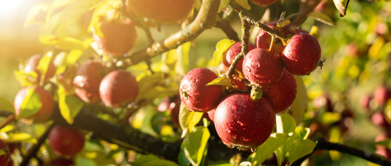 Apple trees on an organic fruit farm