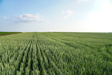 Sown farm field with wheat and cereal. Spikelets of barley and oats. Agricultural garden with bread for food. Industrial stock theme © subjob
