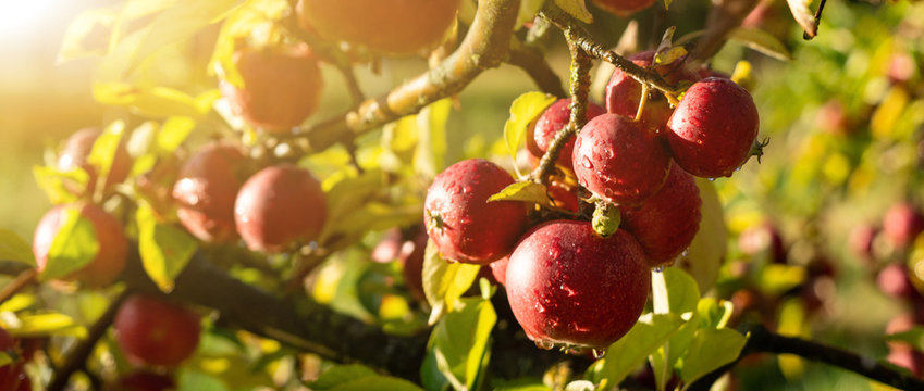 Apple trees on an organic fruit farm