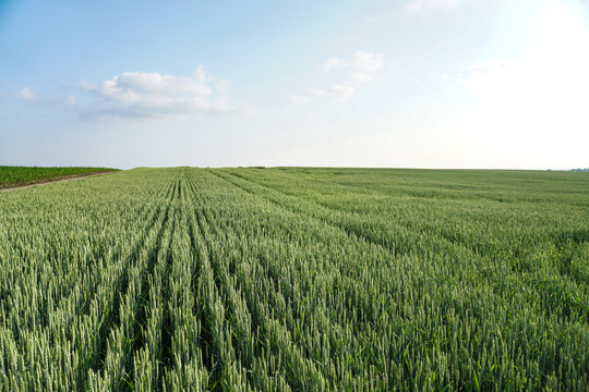 Sown farm field with wheat and cereal. Spikelets of barley and oats. Agricultural garden with bread for food. Industrial stock theme