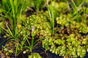Close up view the remains of a naiad molting change to dragonfly. And Salvinia cucullata Roxb.ex Bory. The weed that floats on water surface intensively.