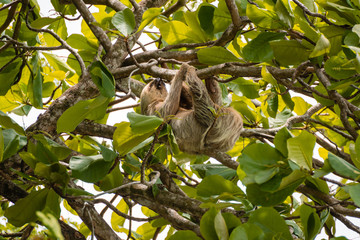 Dreifinger Faultier hängt im Baum in Costa Rica