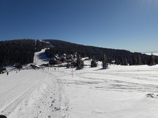 Snowy mountain slopes with pine trees in Kopaonik in Serbia.
