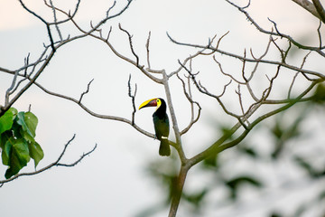 Swainson Tukan in Costa Rica