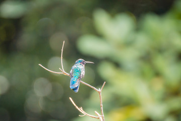 Kolibri blau grün sitzt auf einem Ast