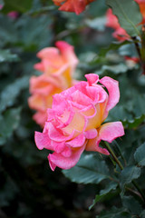 東京の春の風景　旧古河庭園の庭園で咲くピンク色のバラの花