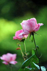 東京の春の風景　旧古河庭園の庭園で咲くピンク色のバラの花