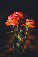 Obraz premium Bouquet of fresh roses. Roses on dark background. 