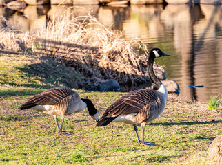 Two Geese near Pond