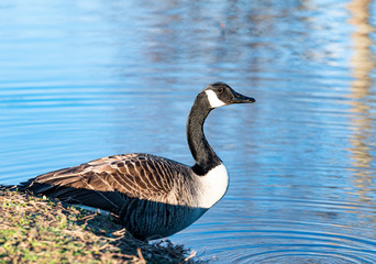 Goose at Edge of Pond