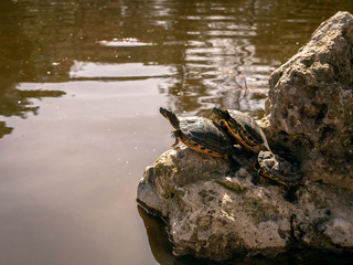 Turtles sleeping on their hind legs on top of some rocks in a pond in the park of Quinta de los Molinos, Madrid, Spain. Concept of nature