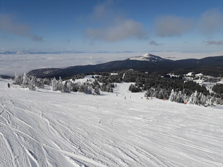 Snowy mountain slopes with pine trees in Kopaonik in Serbia.