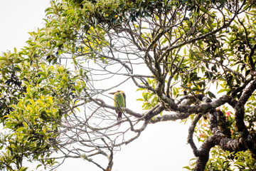 grüner Tukan Monteverde Costa Rica