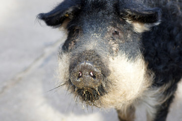 Nahaufnahme eines Wollschwein Mangalica-Schwein 