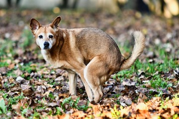 dog in forest, photo as a background