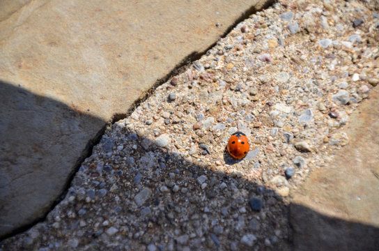 Mariquita anaranjada en el jard&iacute;n