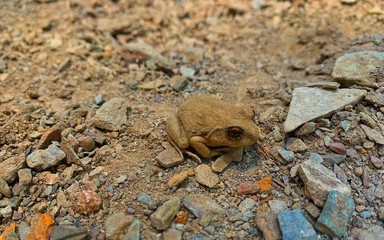 Frog