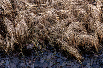 Withered, yellow grass. Natural background.Close-up.