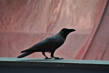 Crow 