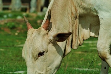 Cow eating grass in India old Temples