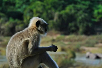 Monkey in India