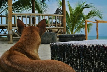 Dog in Thailand
