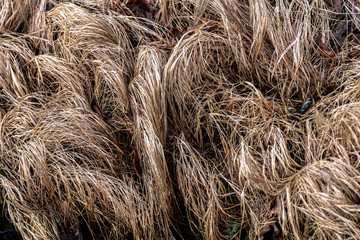 Withered, yellow grass. Natural background.Close-up.