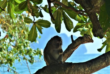 Monkey in Thailand