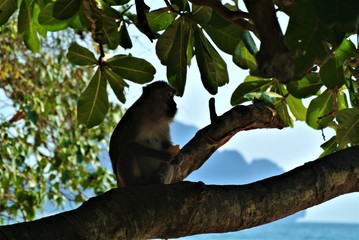 Monkey in Thailand