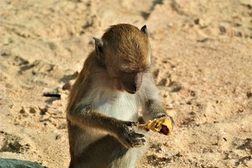 Monkey in Thailand