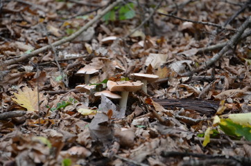 mushrooms in the forest