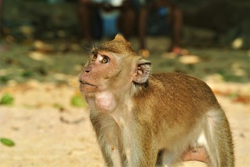 Monkey in Thailand