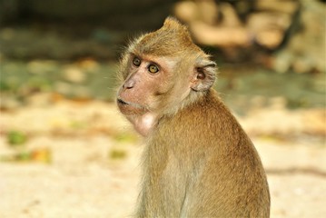 Monkey in Thailand