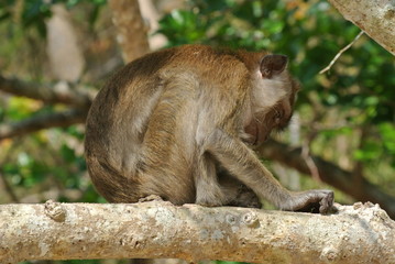 Monkey in Thailand