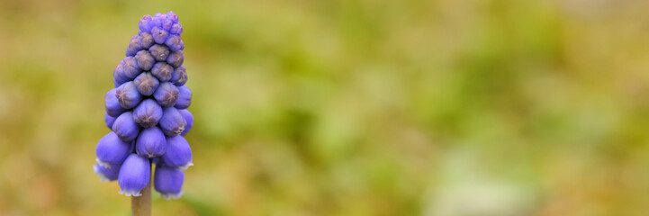 Purple grape hyacinth/muscari macro with nice bokeh with a mixture of soil like colours of brown tones with some green tones