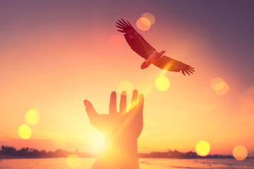 Man open hand up with eagle bird flying on tropical sunset background.