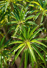 Foliage of  green tropical palm leaf nature background, pattern, texture 