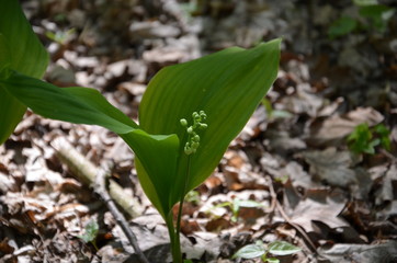 young plant in the garden