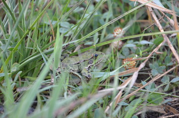 Frog in grass