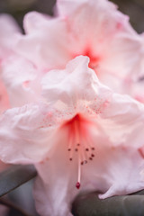 Pink rhododendron closeup blooms, focus in the foreground