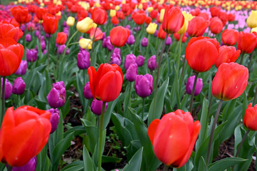 日本の国営武蔵丘陵森林公園のお花畑の早咲きのチューリップが咲く春の風景　赤色の花のダーウィンオレンジ