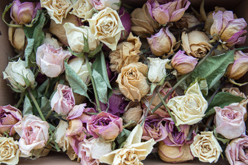 Background of pink, white, yellow dried roses and buds. The herbarium of roses.