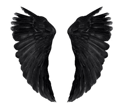 two real black angel wings with big feathers isolated on white background