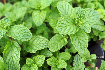 Fresh green mint plant in growth at  garden.