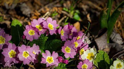 Gentle spring pink Common Primrose (Primula acaulis or primula vulgaris) against background of green foliage and earth. Spring concept of awakening nature. Selective focus.
